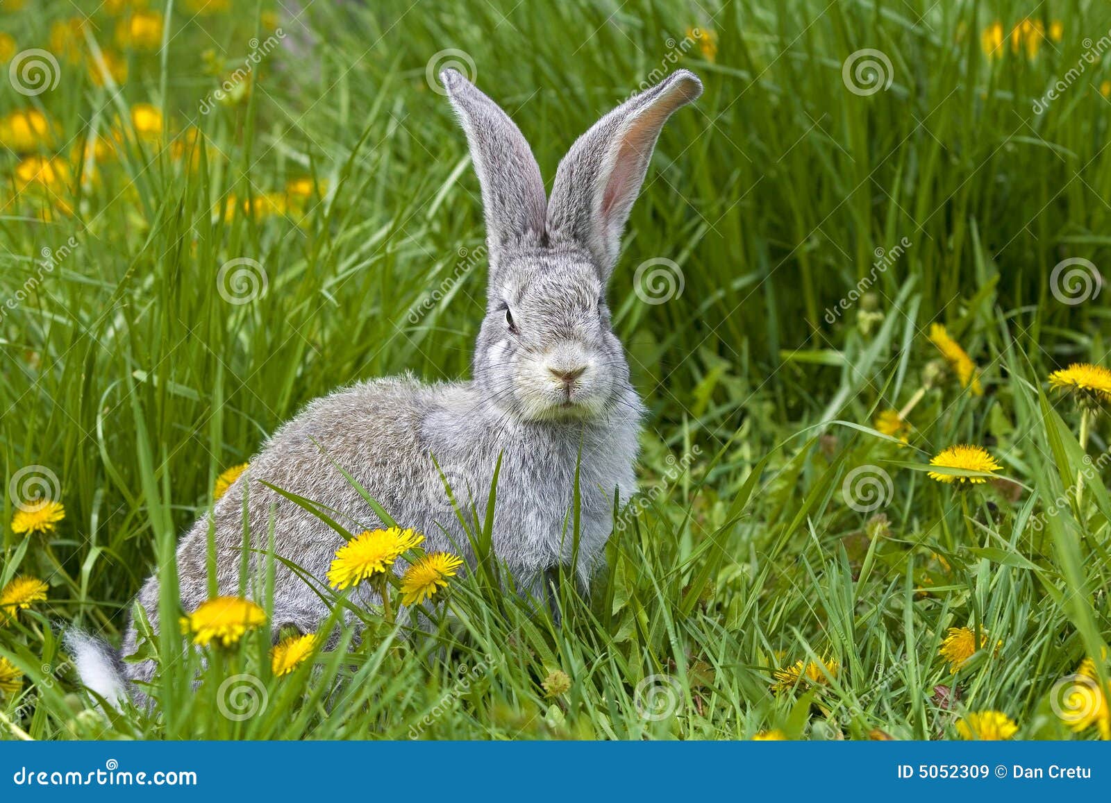 Rabbit in grass stock image. Image of bunny, rodent, brown 5052309
