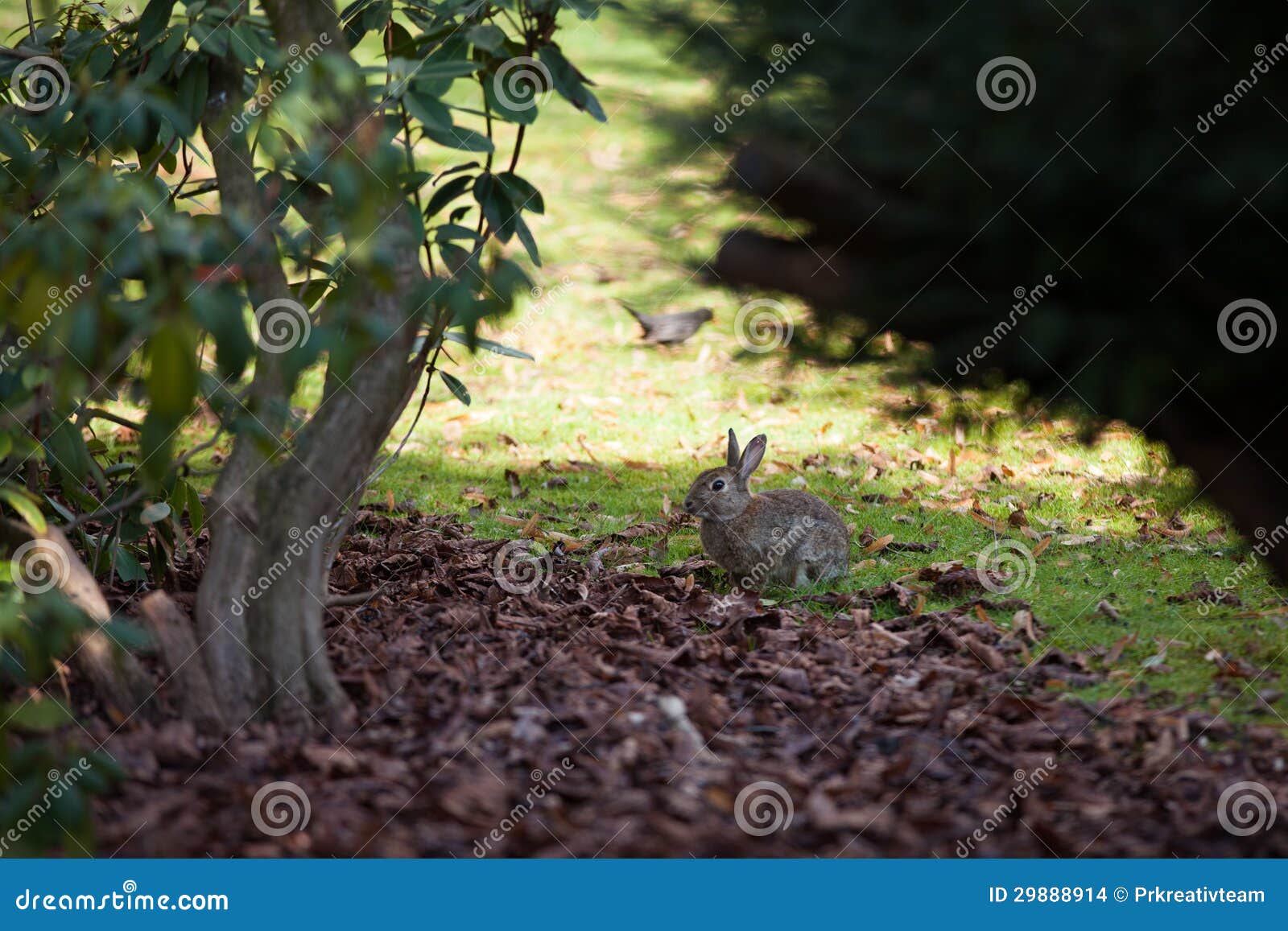 Rabbit at a grave yard stock photo. Image of emotion 29888914