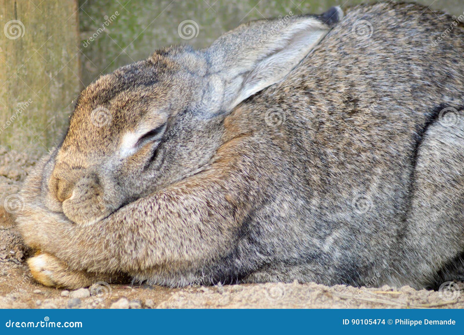 rabbit gray in full nap