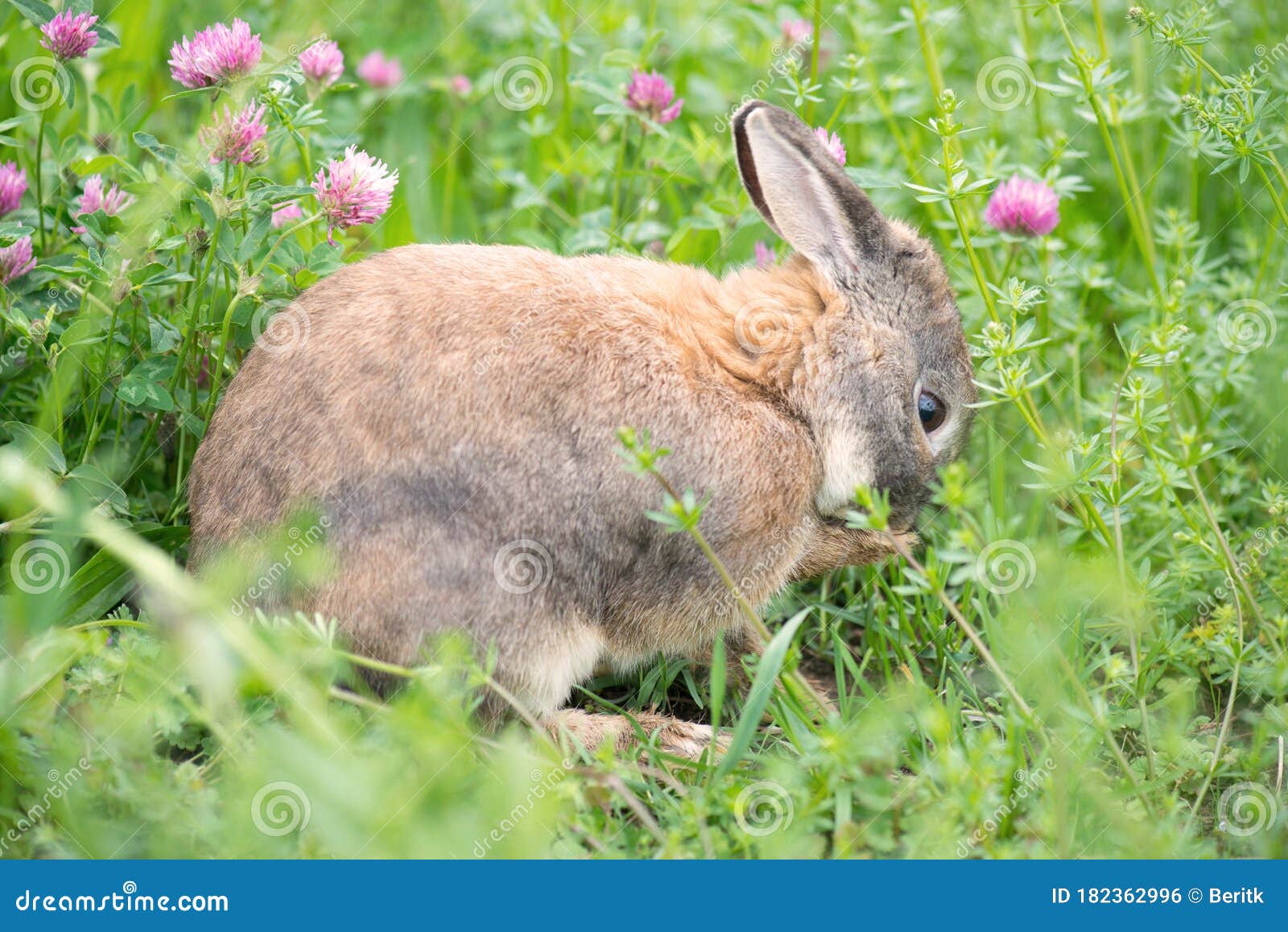 Rabbit on a Green Meadow with Pink Clover Stock Photo Image of beautiful, europe 182362996