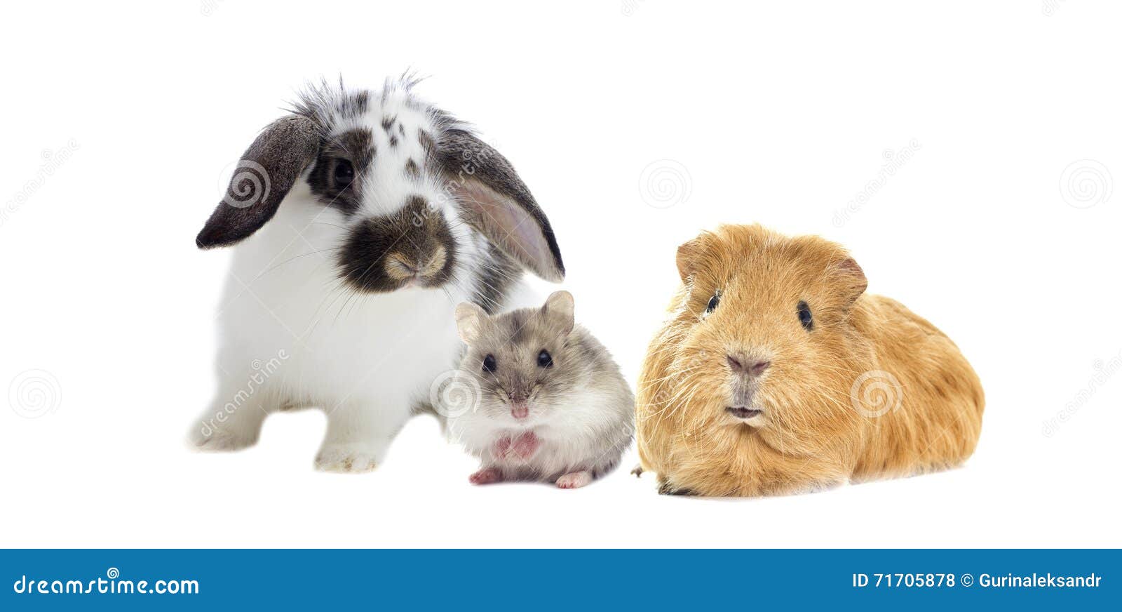 Rabbit And The Hamster And Guinea Pig Stock Photo - Image of shot