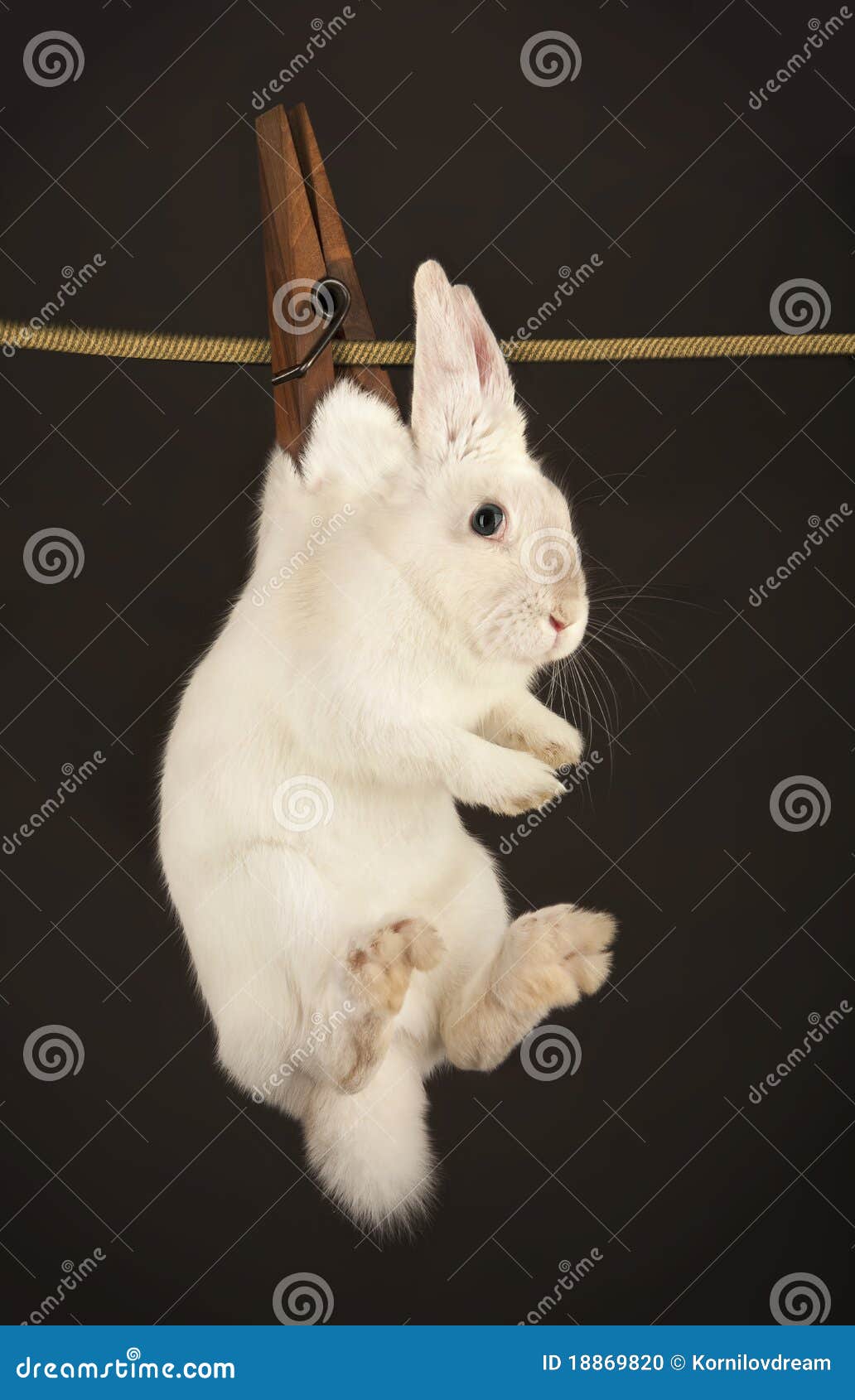 Rabbit Hanging On The Clothesline Stock Photo Image 