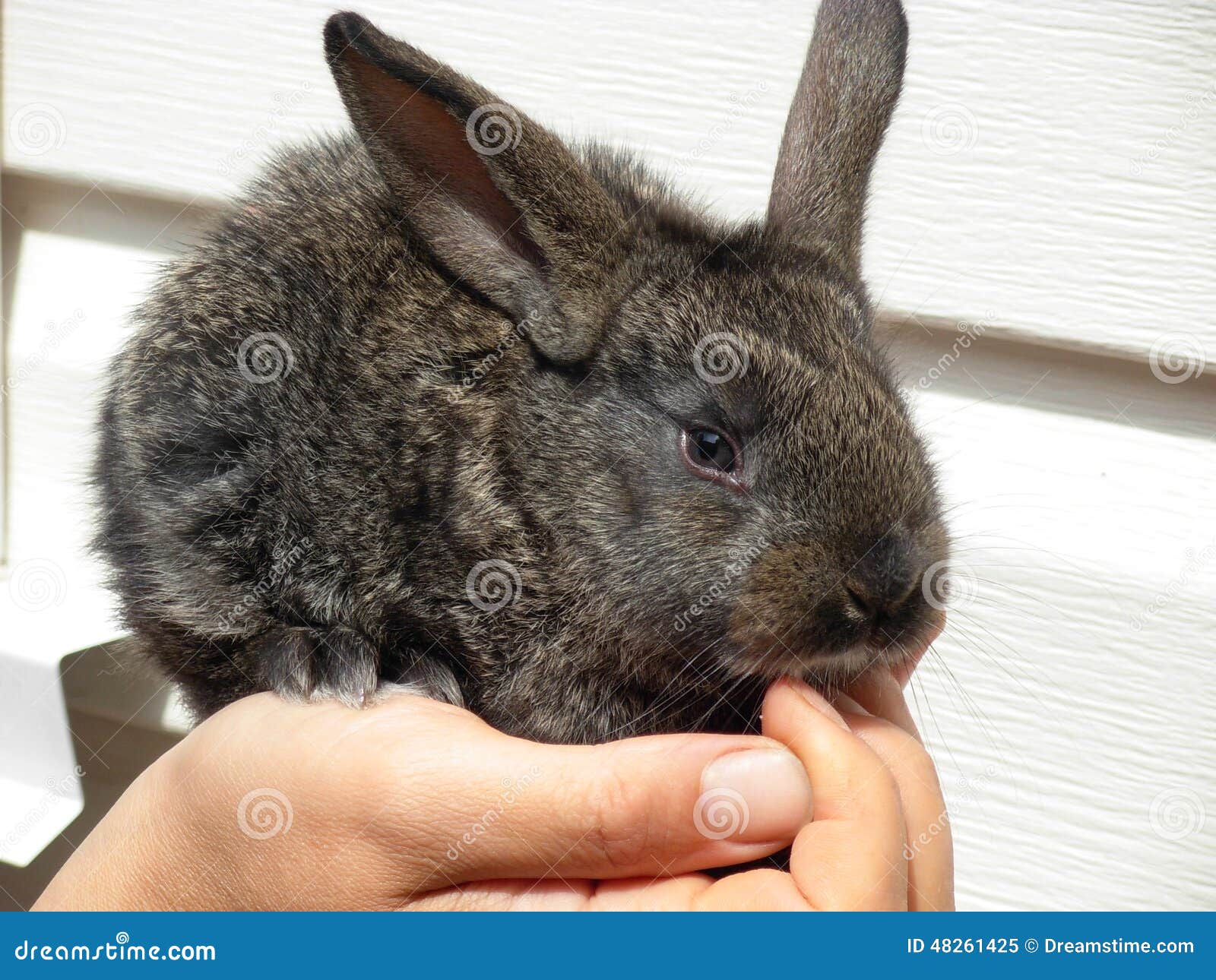 Rabbit stock image. Image of beautiful, tenderness, animals 48261425