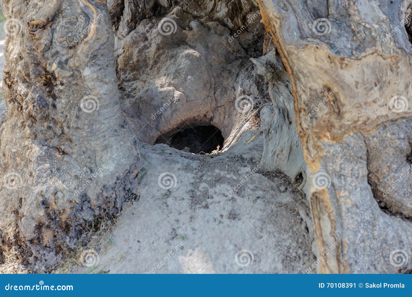 Rabbit hole stock image. Image of rabbit, hole, wallpaper 70108391