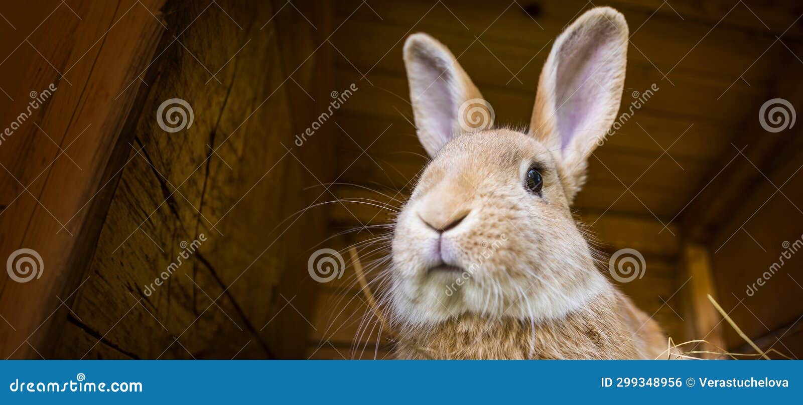 Cute rabbit in a hutch stock photo. Image of sweet, ears 299348956