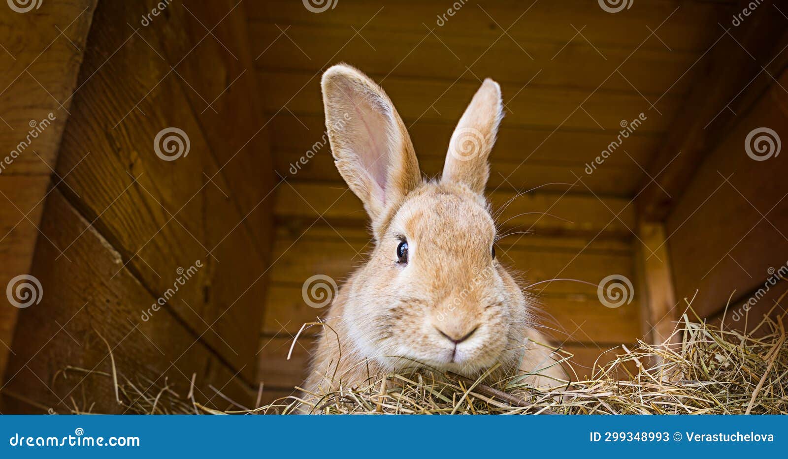 Cute rabbit in a hutch stock image. Image of soft, season 299348993