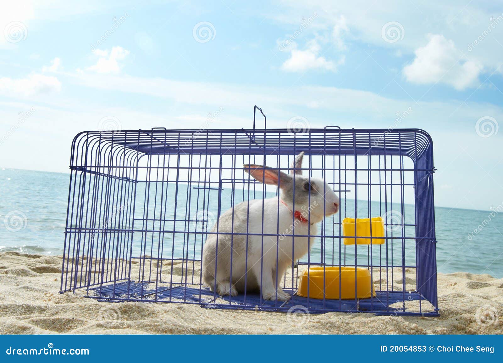 Rabbit in a metal cage stock image. Image of cute, freedom 20054853