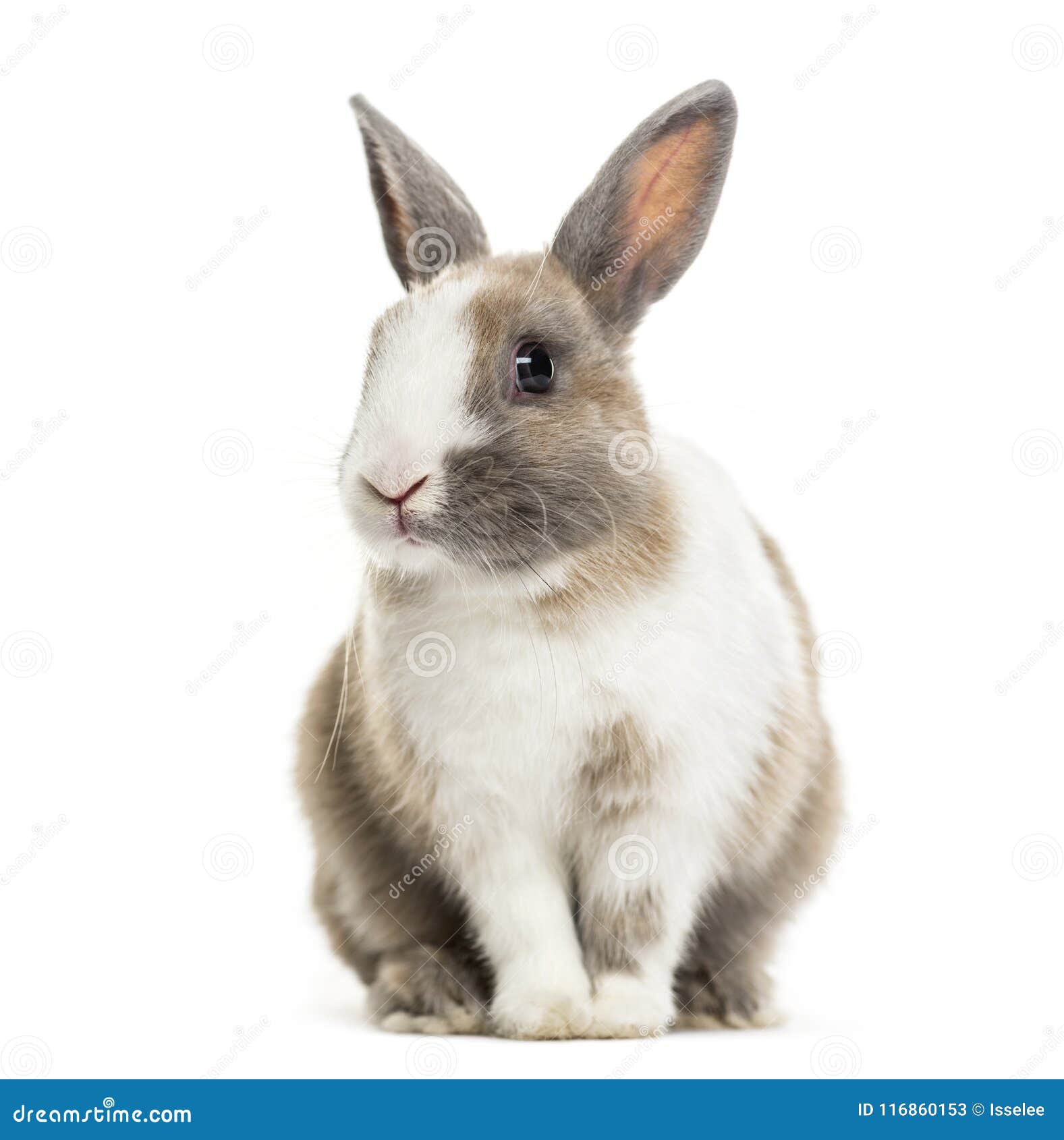 rabbit , 4 months old, sitting against white background