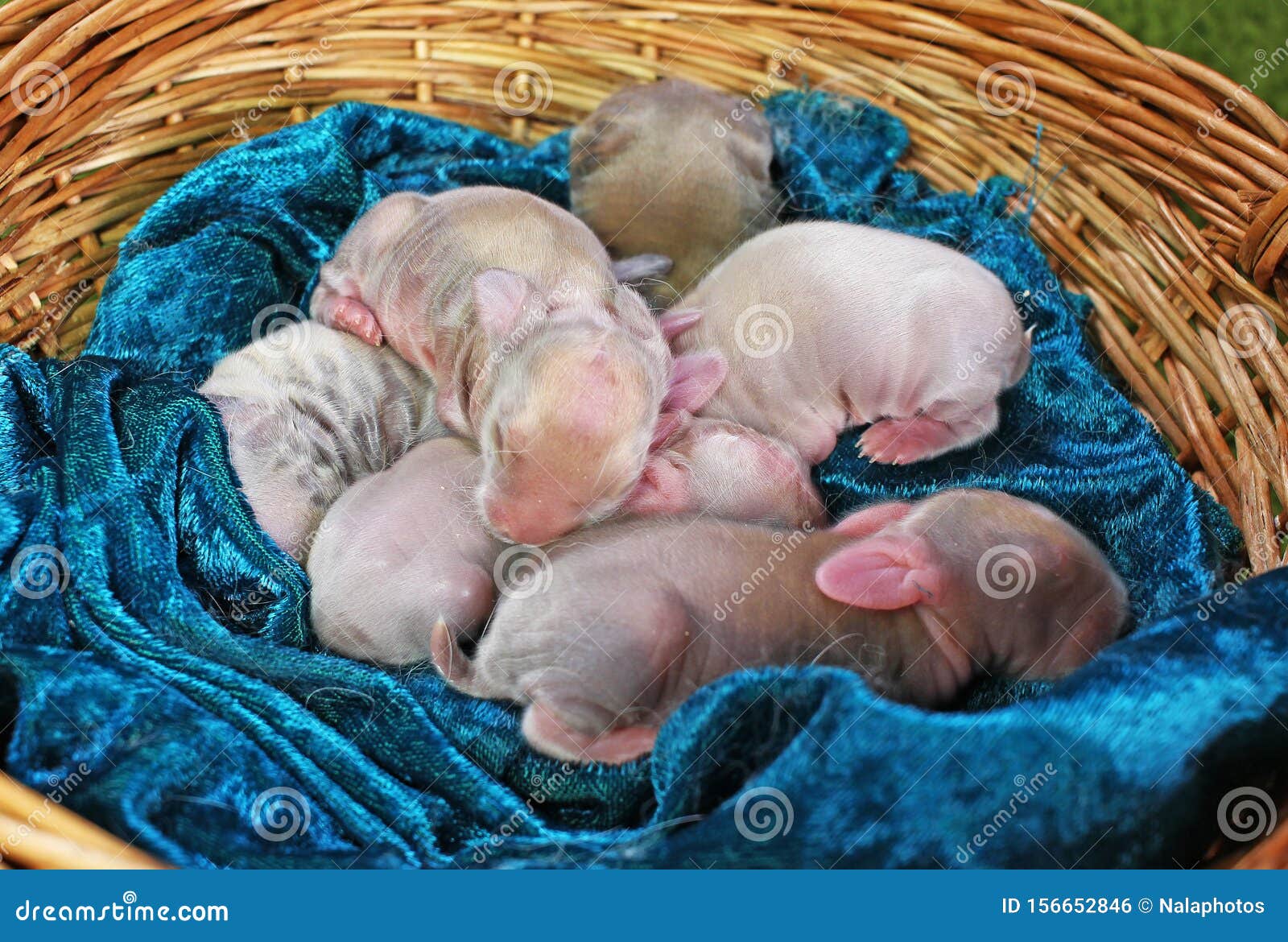 baby born animals