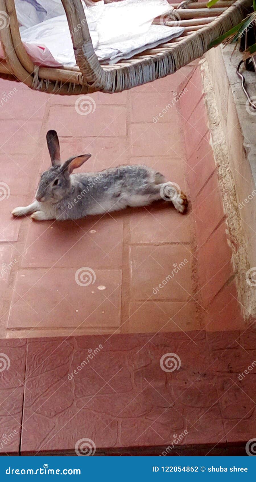 rabbit pattu kutty