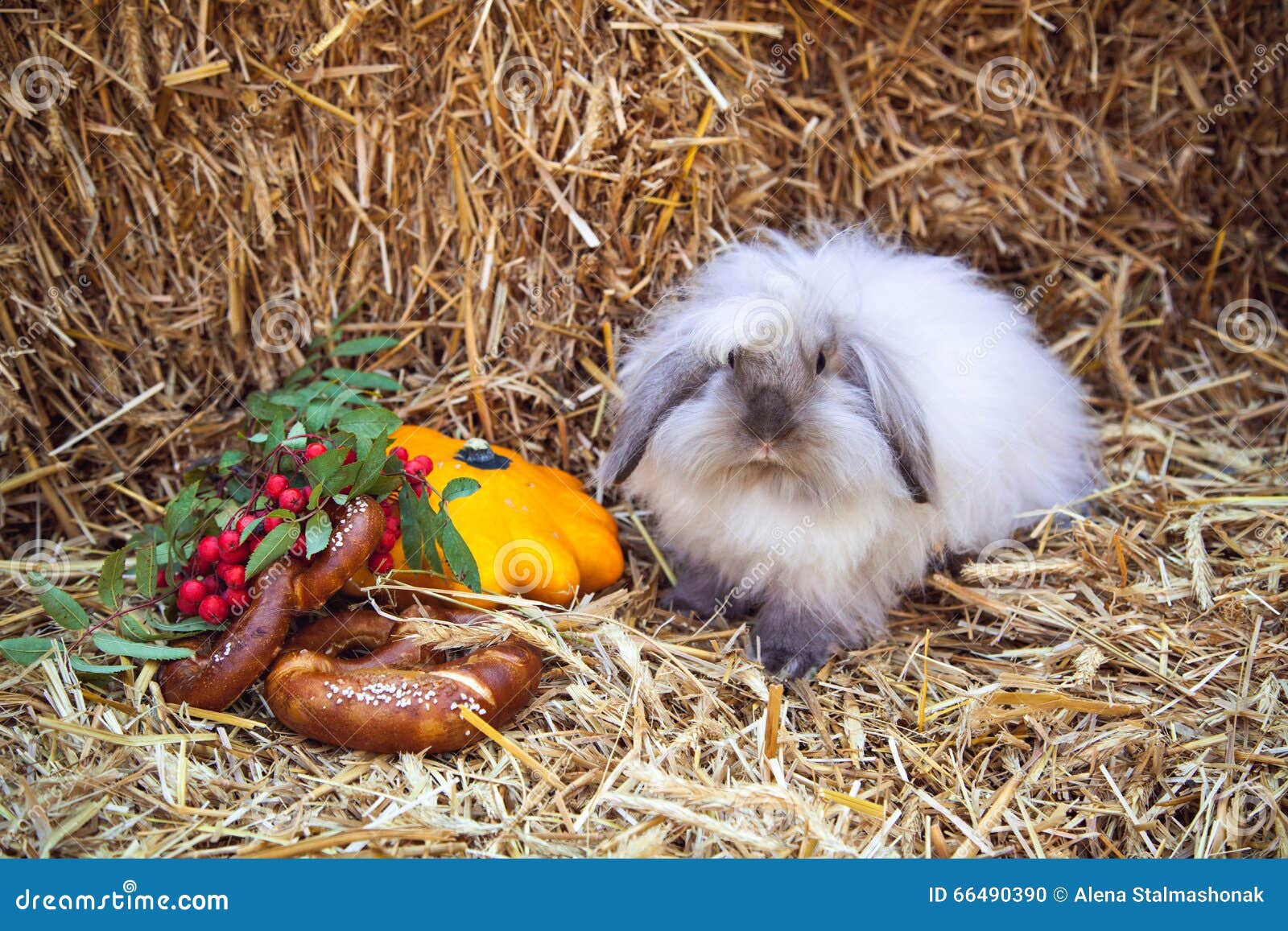 Rabbit with Pretzels and Pumpkin Sitting in Straw Stock Photo Image of clean, hair 66490390