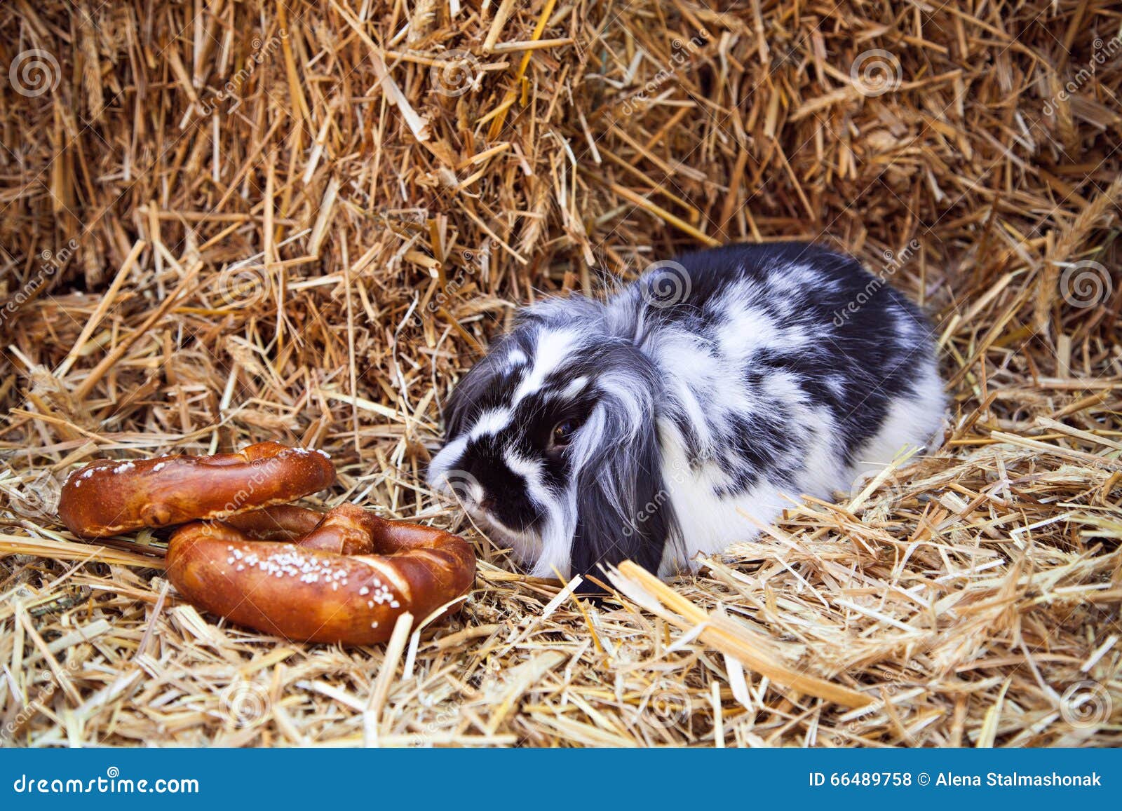 Rabbit with Pretzels Sitting in Straw Stock Photo Image of grass, clean 66489758