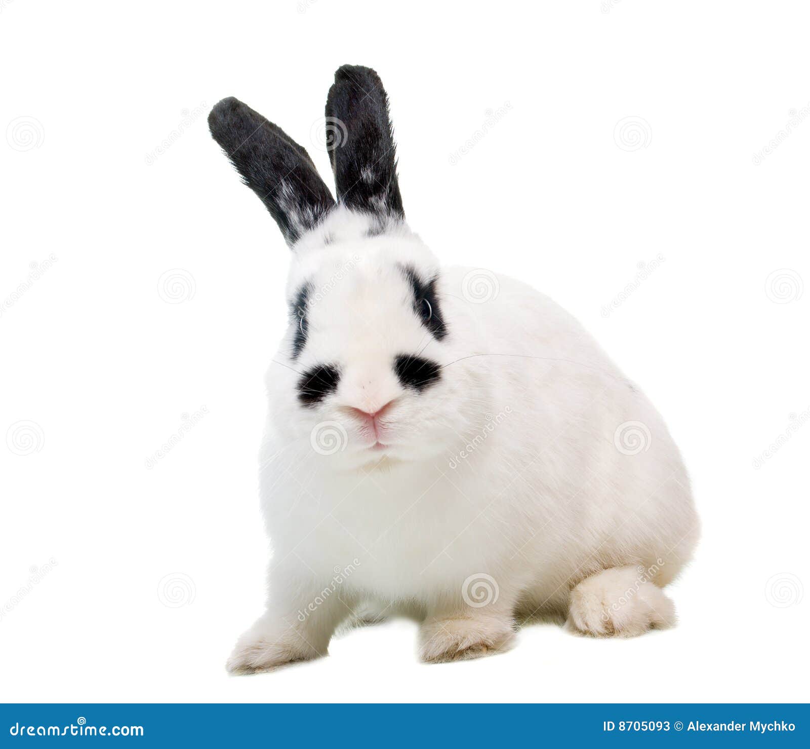 Rabbit With Raised Ear Isolated Stock Image - Image of hear, view: 8705093
