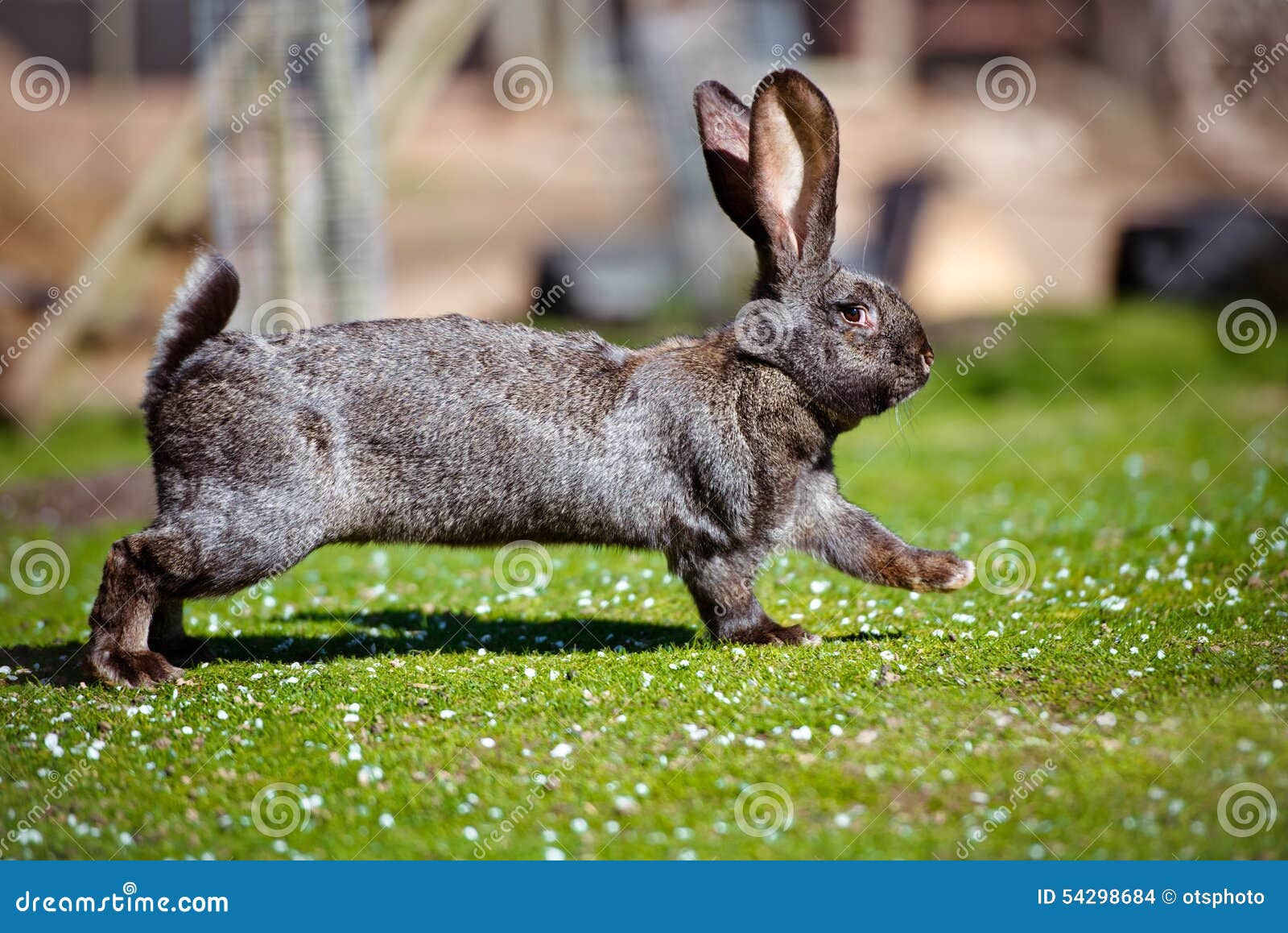 Rabbit running outdoors stock photo. Image of furry, wildlife 54298684