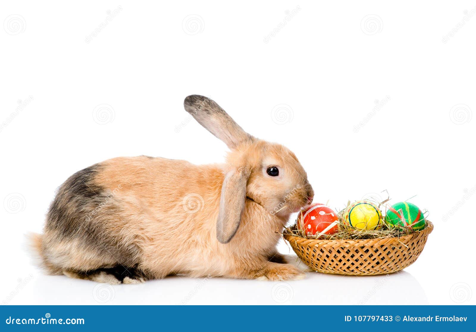 Rabbit Sitting with Basket Easter Eggs. Isolated on White Stock Image