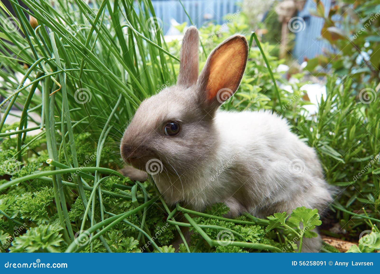Rabbit Sitting in the Herbs Stock Image Image of cute, eating 56258091