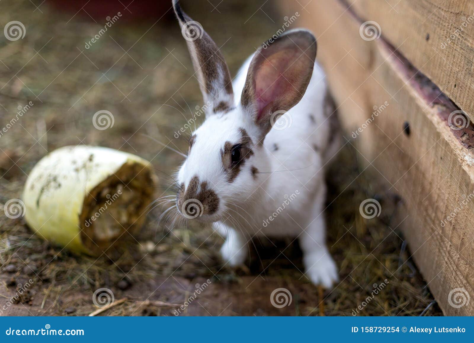 Rabbit in a Small Shed. Breeding Rabbits Stock Photo Image of animal