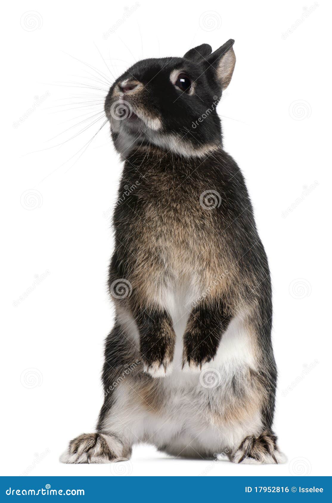 rabbit standing on hind legs