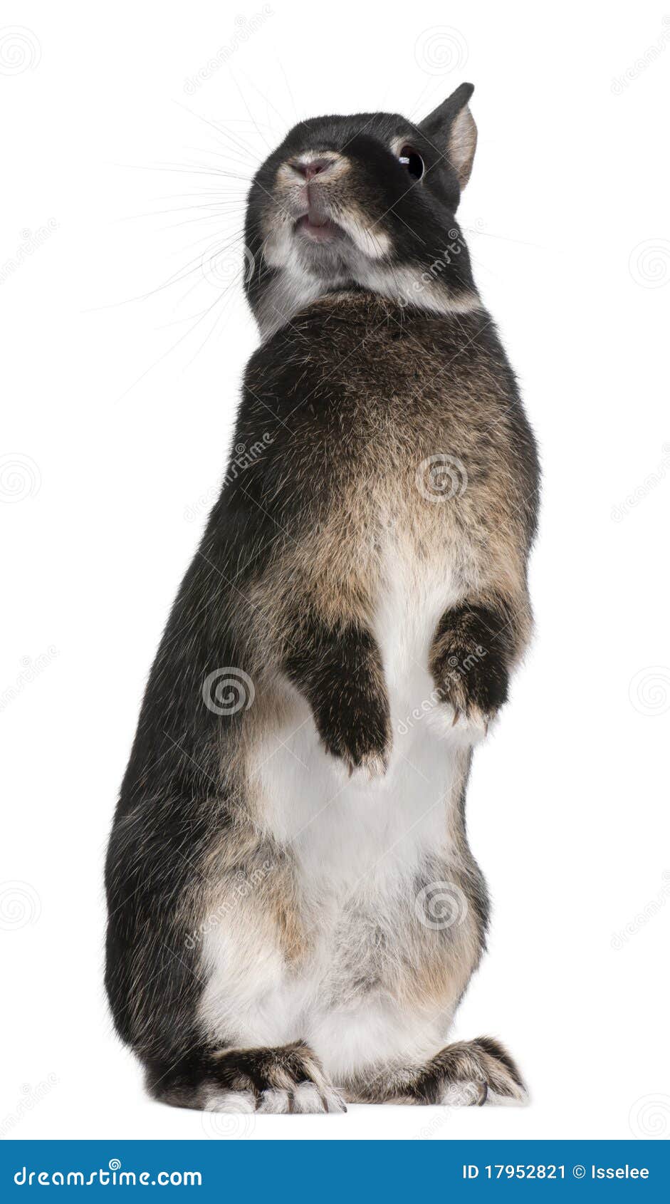 Rabbit Standing On Hind Legs In Front Of White Background RoyaltyFree
