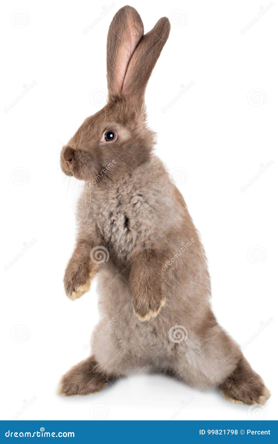 Rabbit Standing On Hind Legs In Front Of White Background Royalty Free Stock Photo