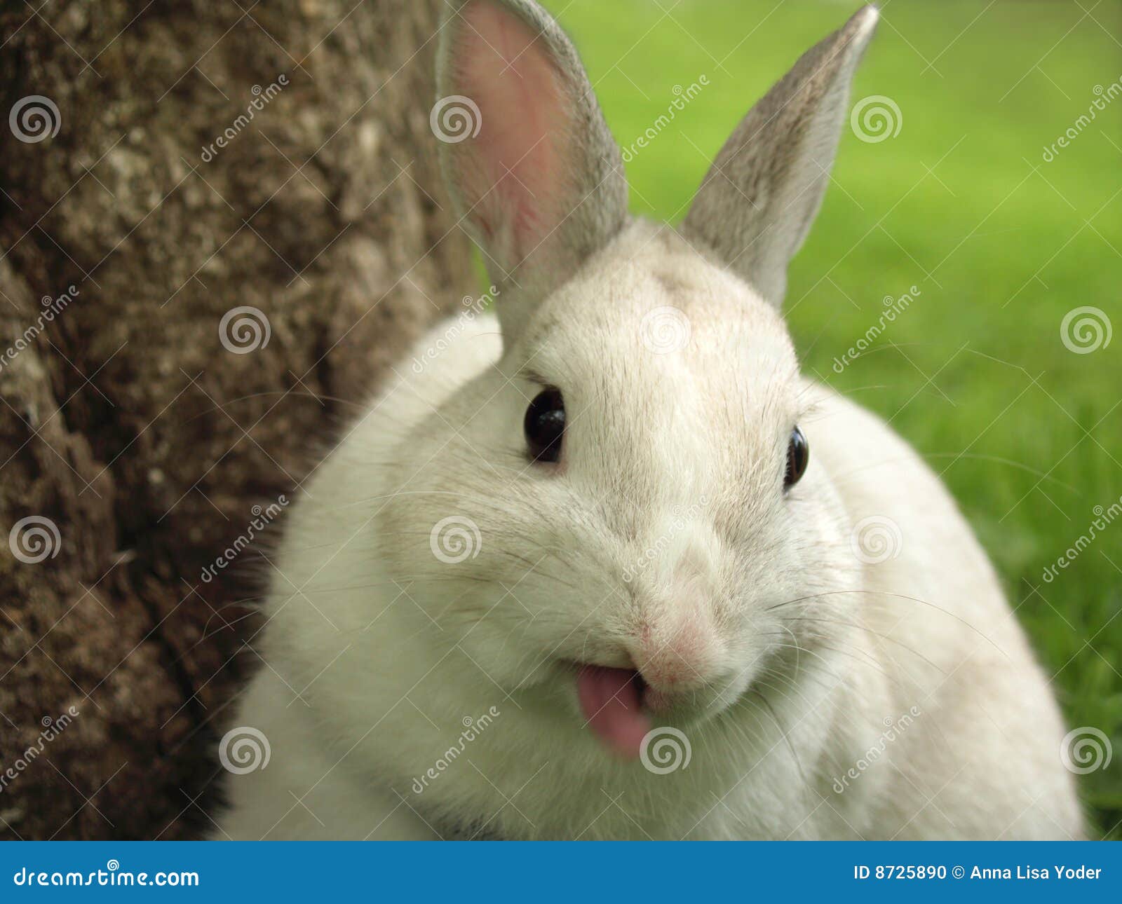 Rabbit Sticking Out His Tongue Stock Photo Image 8725890