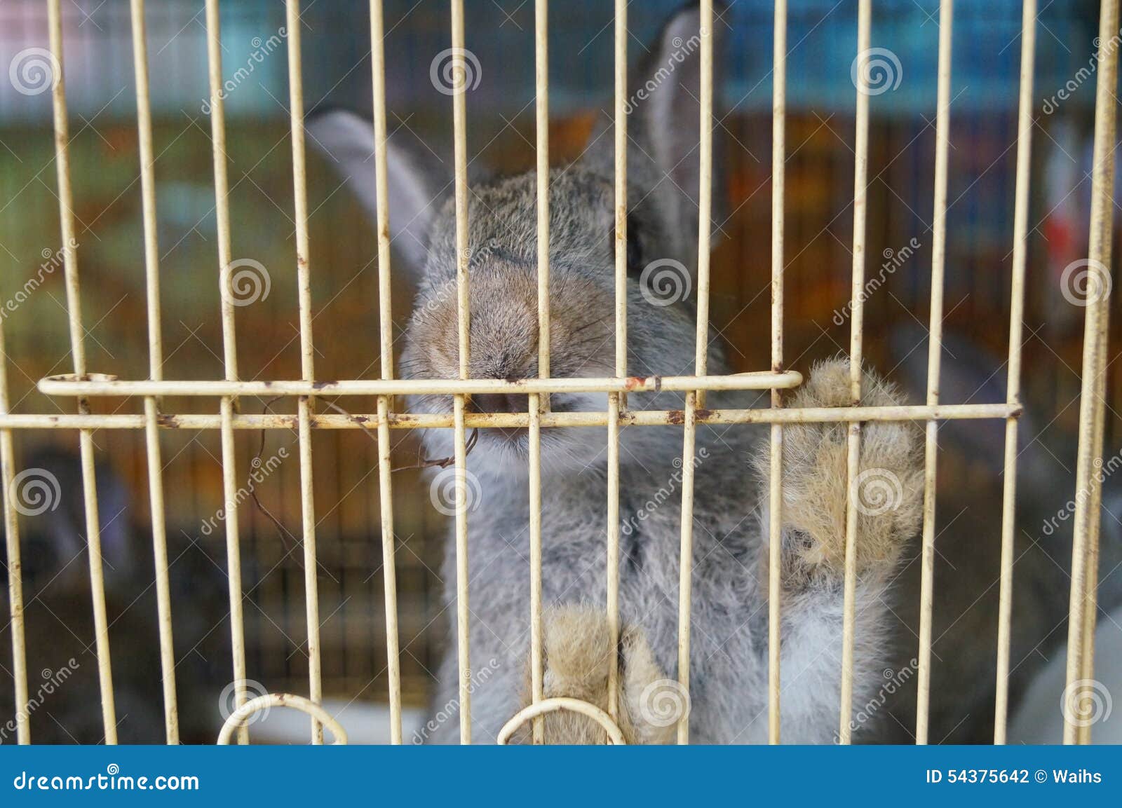 Rabbit stock photo. Image of rabbit, animals, cage, sale 54375642
