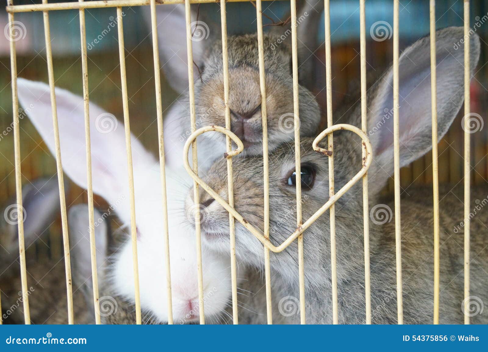 Rabbit stock photo. Image of cage, background, mammals 54375856