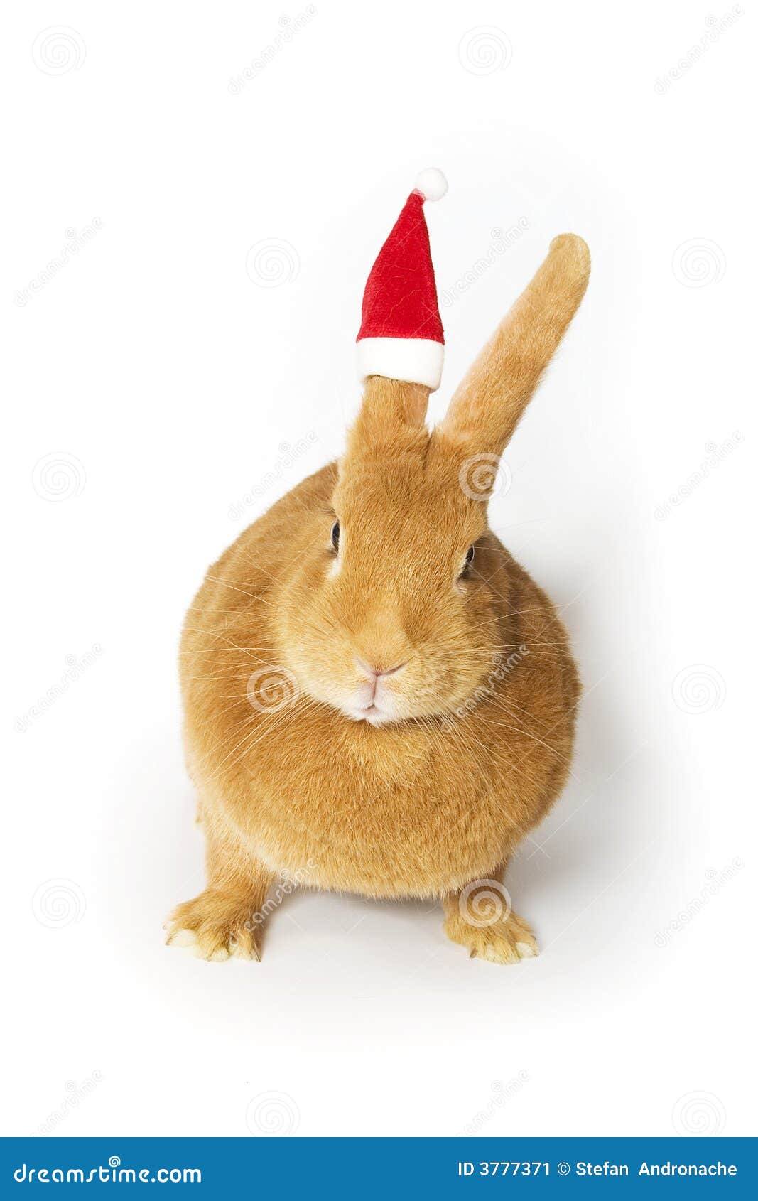 Rabbit santa hat