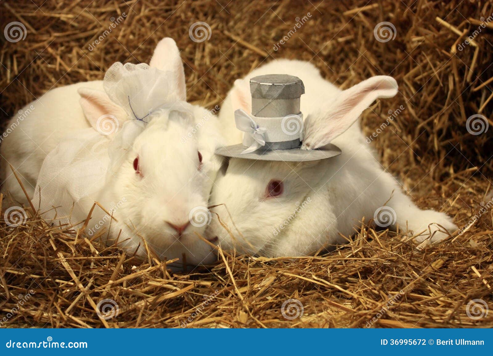 Rabbit wedding stock photo. Image of cute, grey, straw - 36995672, image size:1600x1157