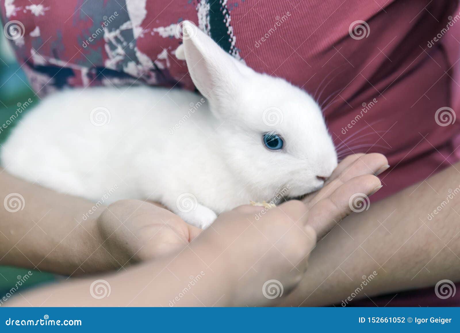 2,703 Blue Eyes Rabbit Stock Photos - Free & Royalty-Free Stock Photos from  Dreamstime