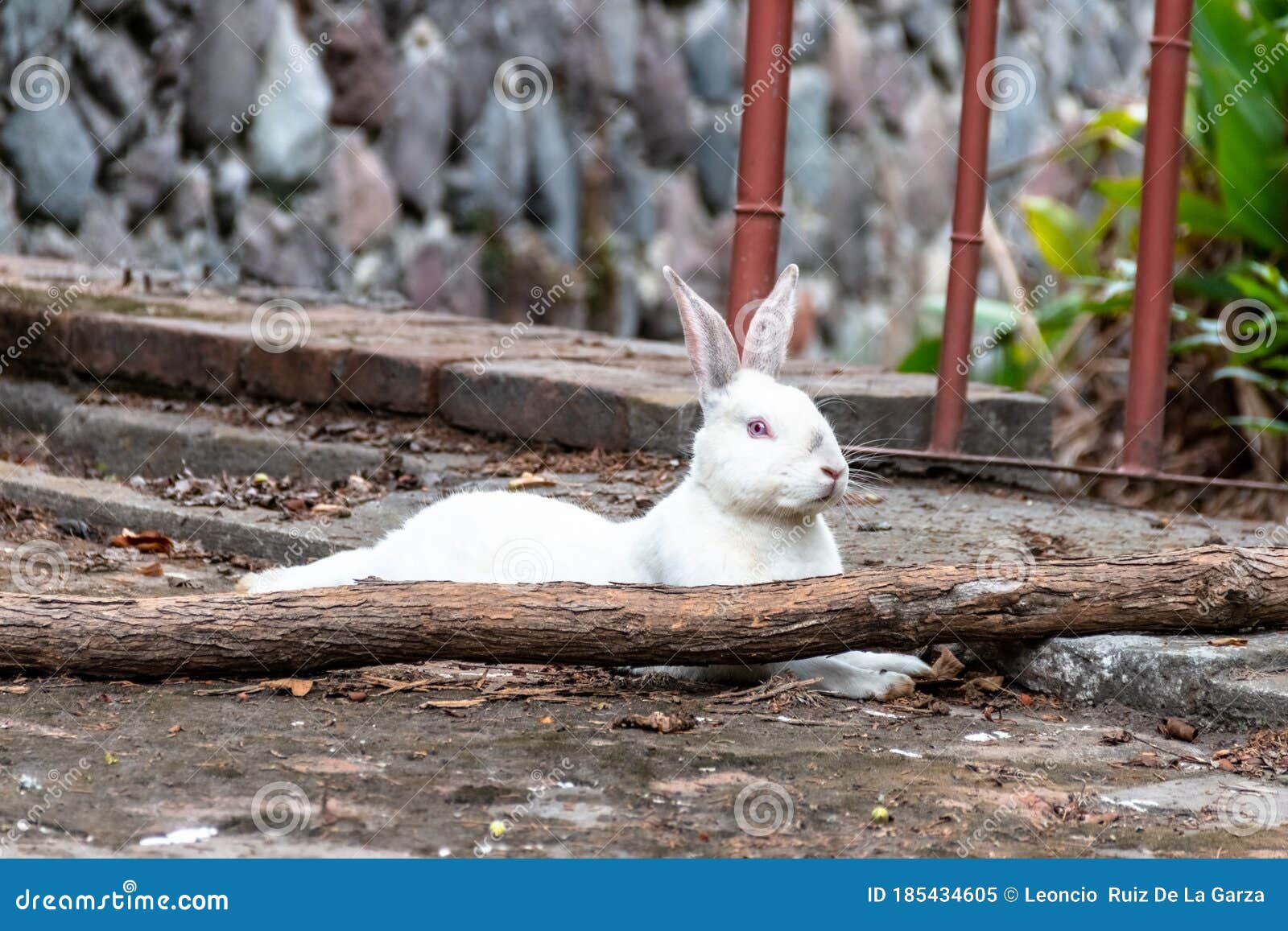 Rabbit in the Wild. Farm Animal for Human Consumption. this Animal Can Have Offspring Every 3 Months a Year Stock Image - Image of landscape, horizontal: 185434605 Rabbit in the Wild. Farm Animal for Human Consumption. this Animal Can Have Offspring Every 3 Months a Year Stock Image - Image of landscape, horizontal: 185434605