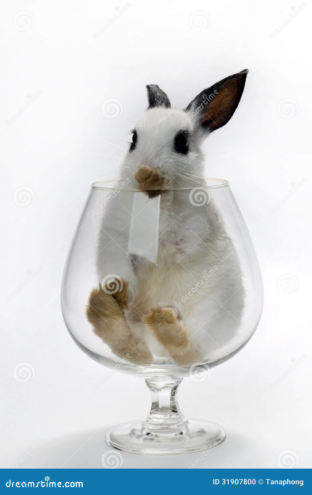 Rabbit in wine glass stock photo. Image of life, mammal 31907800