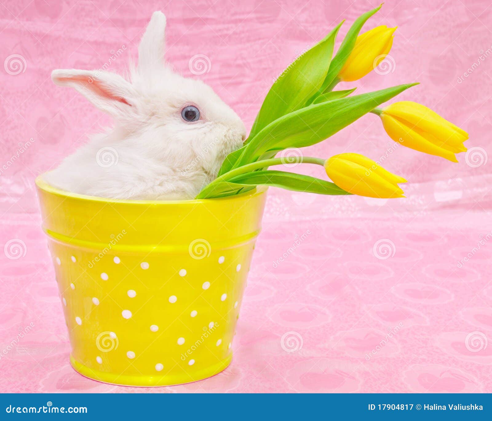 Rabbit and yellow tulips stock image. Image of rabbit 17904817