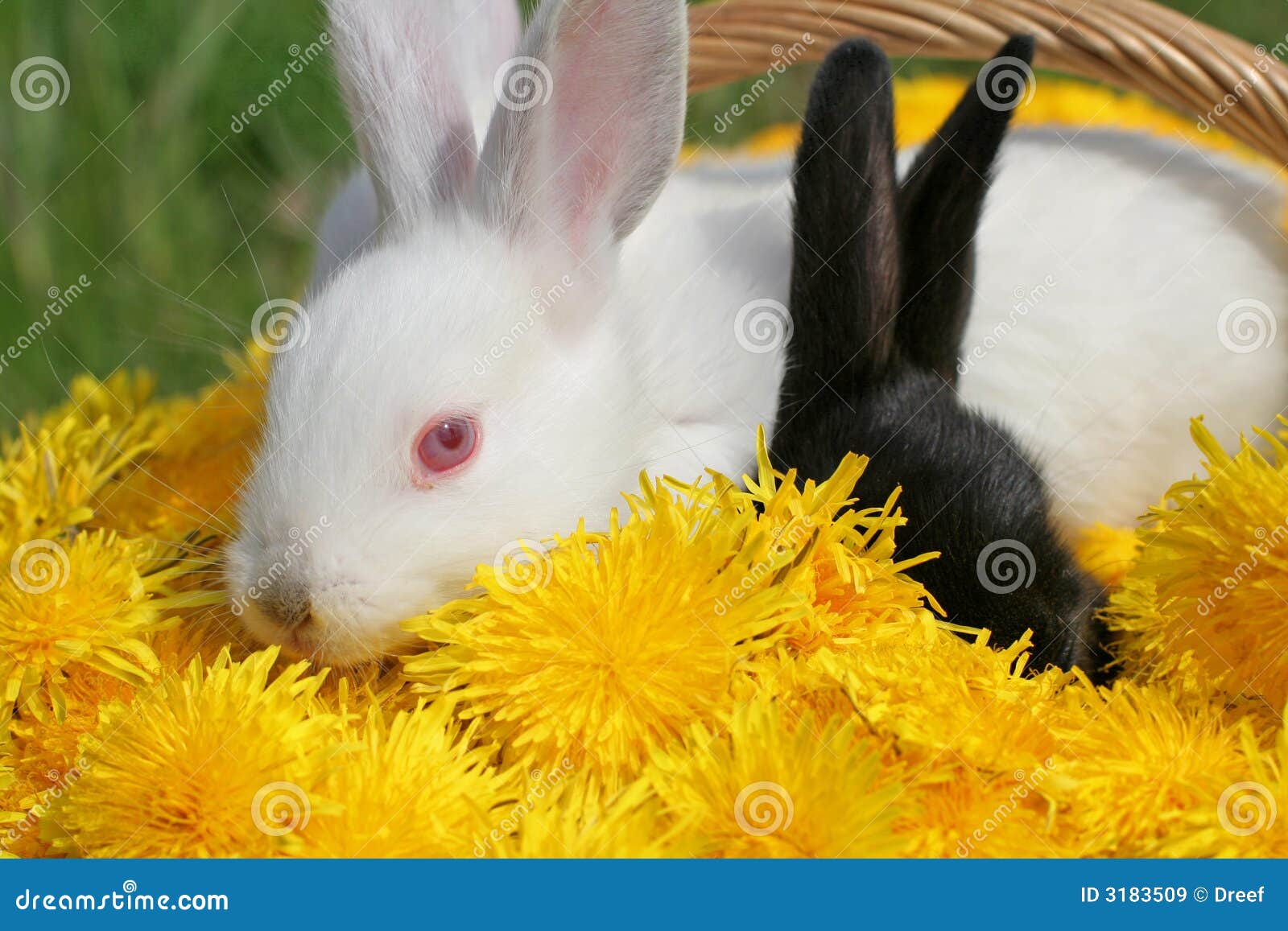 Rabbits stock image. Image of dandelion, pets, flower 3183509