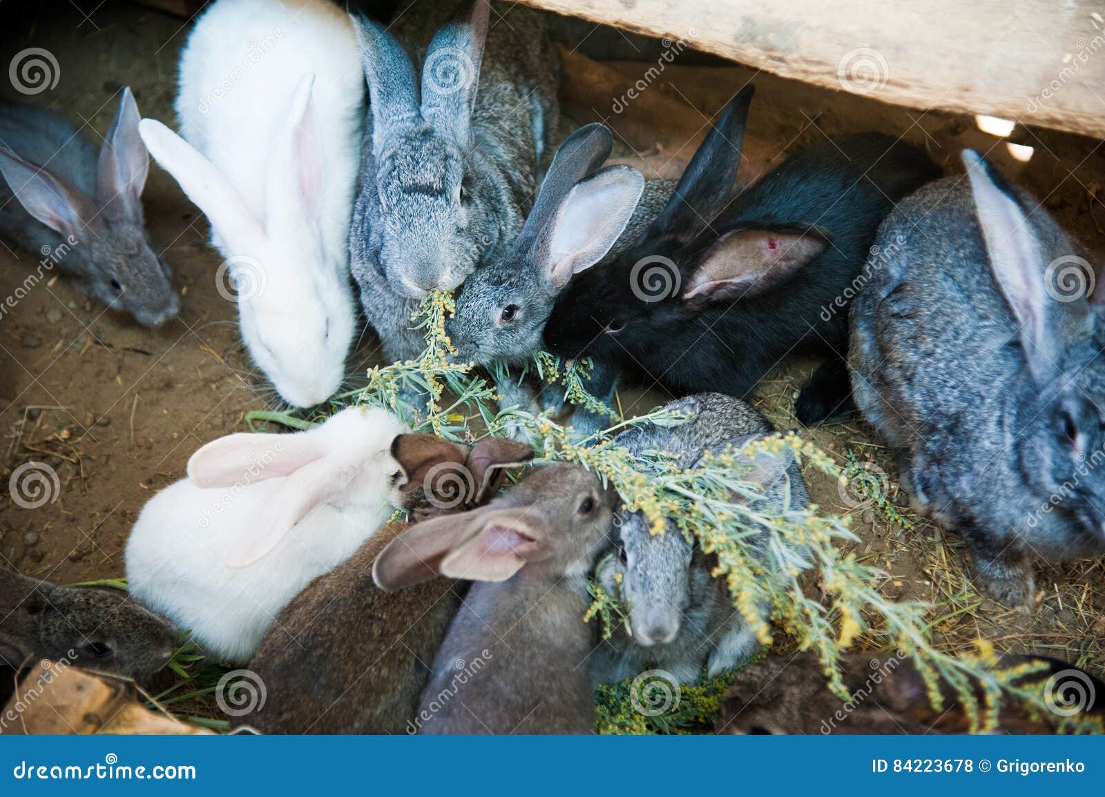 Rabbits on animal farm stock photo. Image of rabbits 84223678
