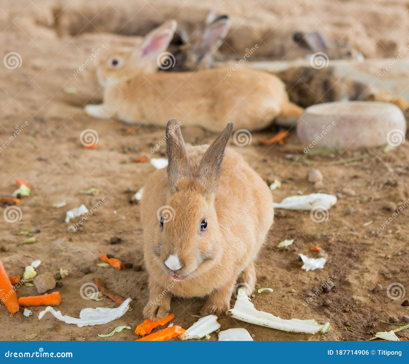 Rabbits in the cage stock photo. Image of color, easter 187714906