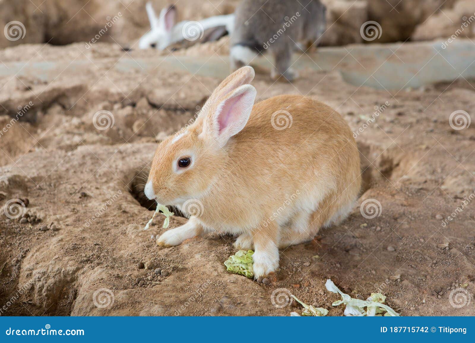 Rabbits in the cage stock photo. Image of animal, beauty 187715742