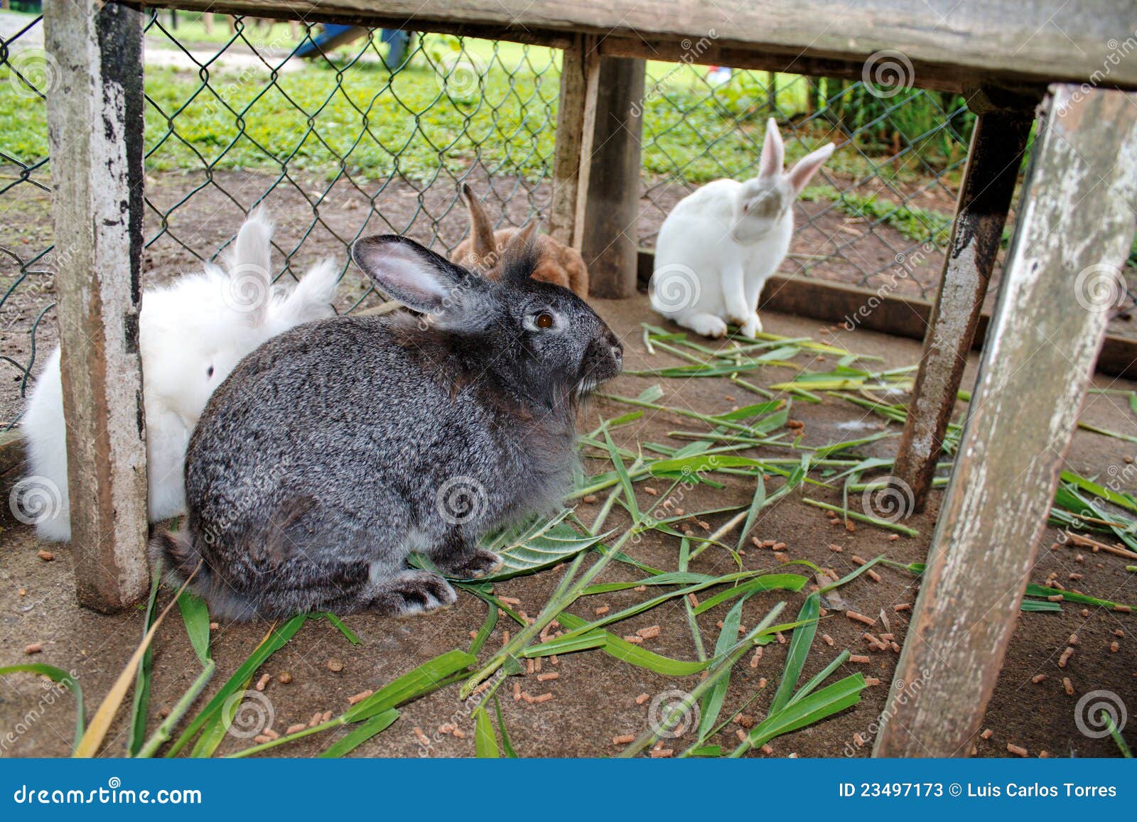 Rabbits in cage stock image. Image of small, leporidae 23497173