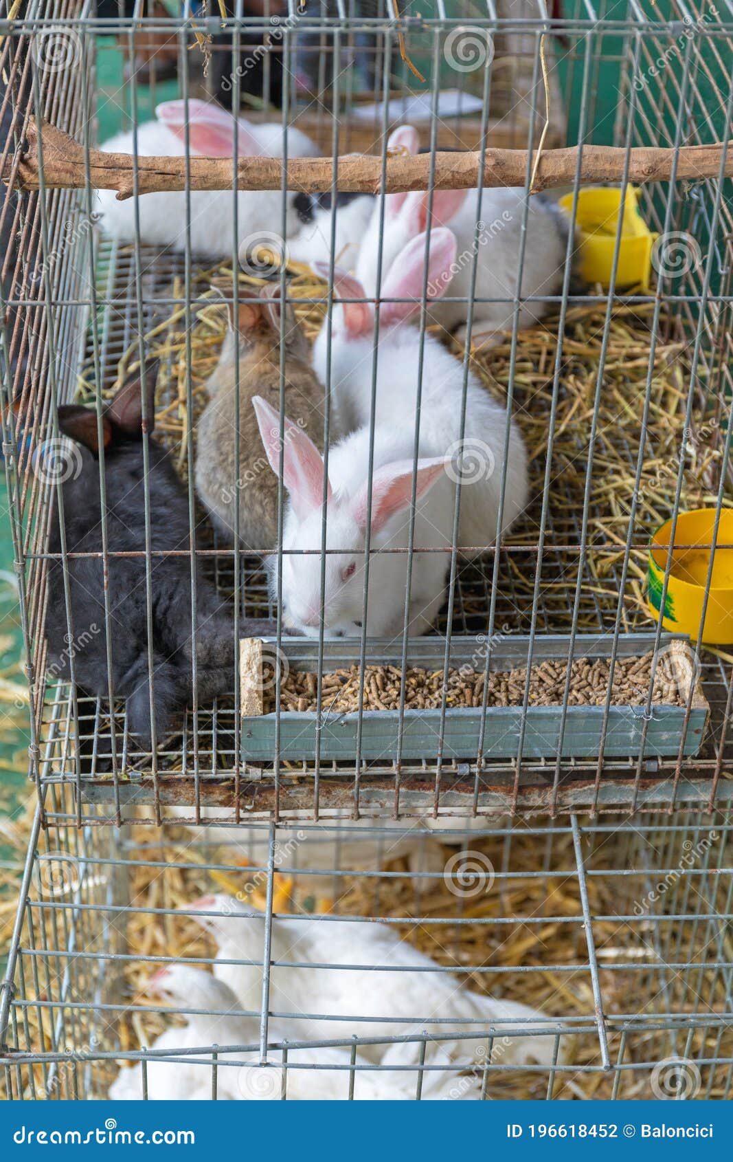 Rabbits In A Cage Animals Furry Paws Behind Bars RoyaltyFree Stock Photography CartoonDealer
