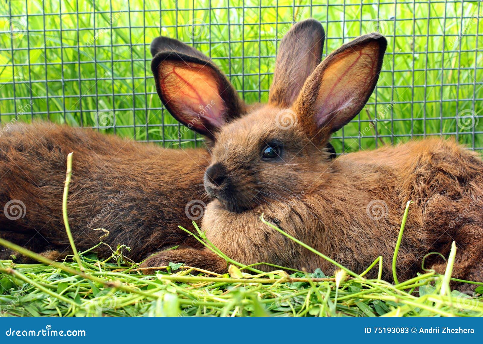 Rabbits in a Cage. Bunnies Behind the Bars Stock Image Image of farm