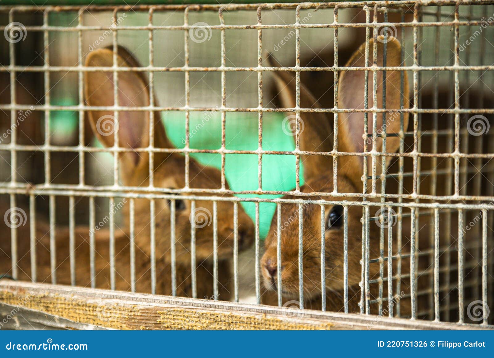 Rabbits in a cage stock photo. Image of farm, cute, grass 220751326