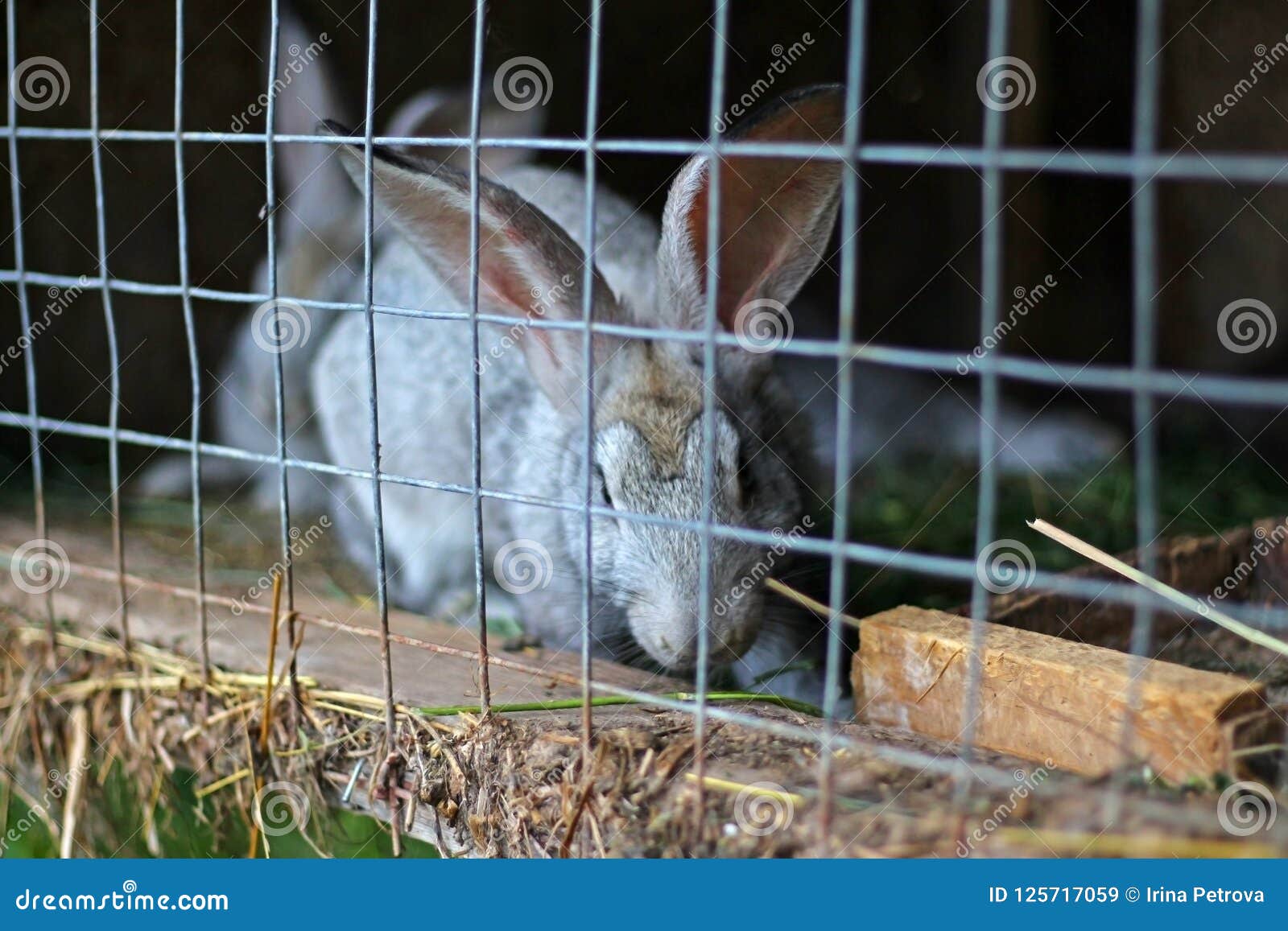 Rabbits in a Cage on the Farm Stock Image Image of hare, animals