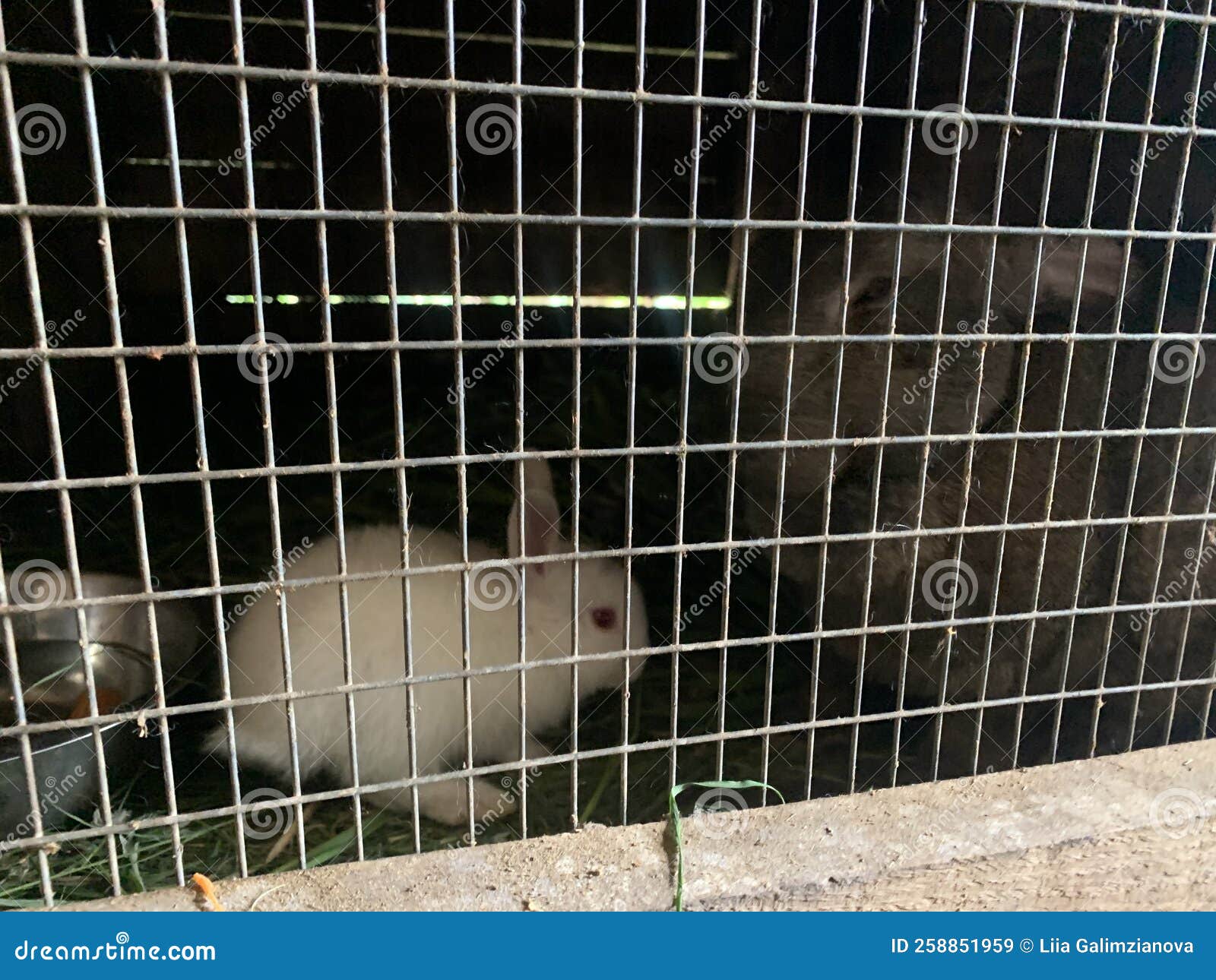 Rabbits in a cage stock image. Image of season, closeup 258851959