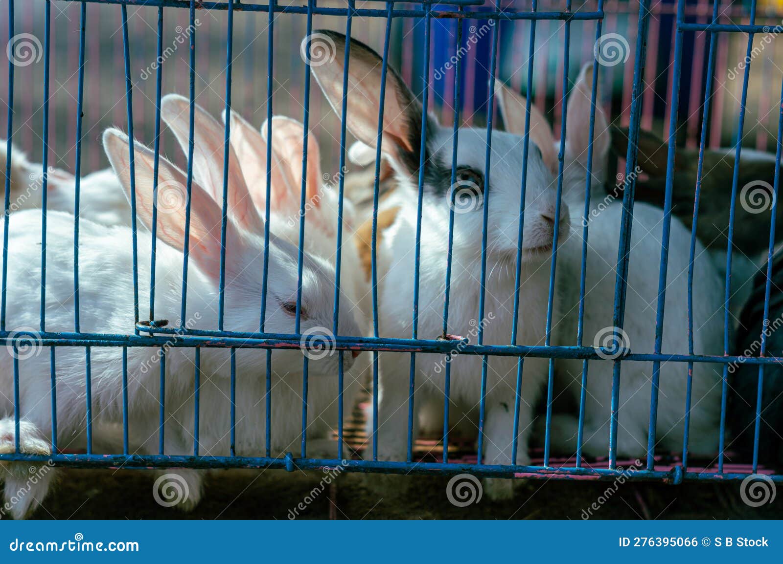 Rabbits in a Cage Looking Outside. Caged Animals Stock Photo Image of