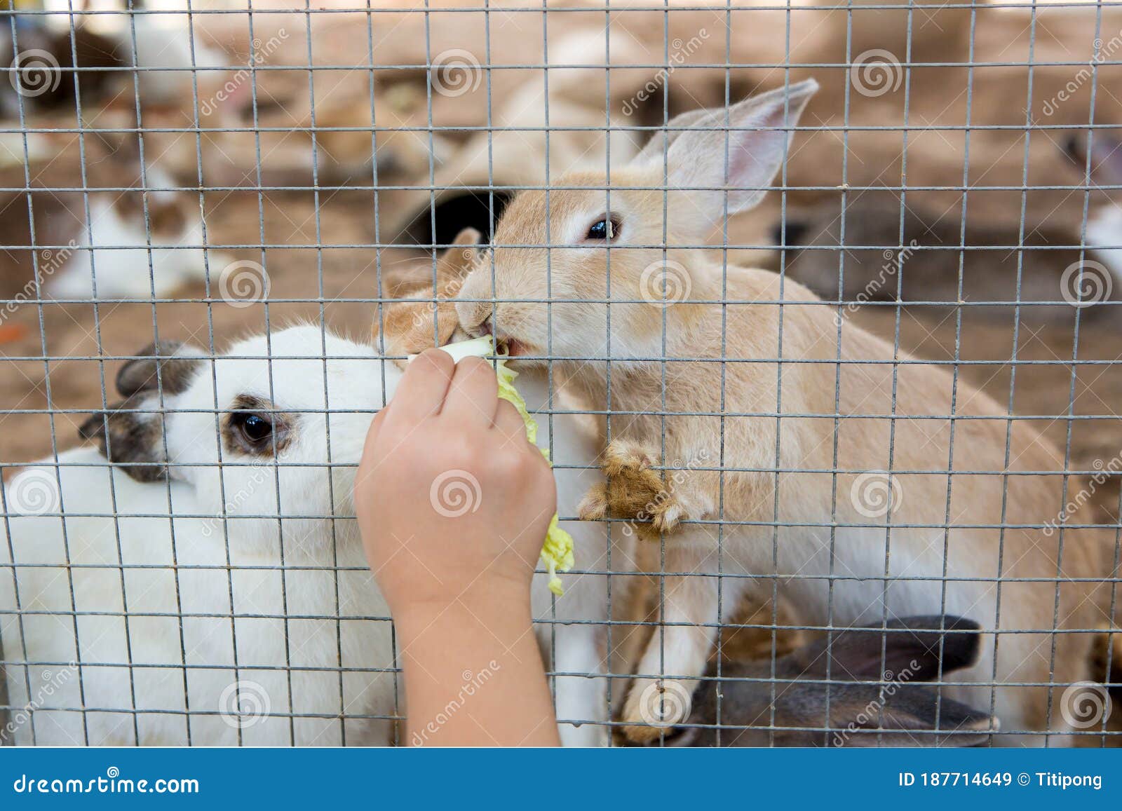 Rabbits in the cage stock image. Image of cute, rabbit 187714649