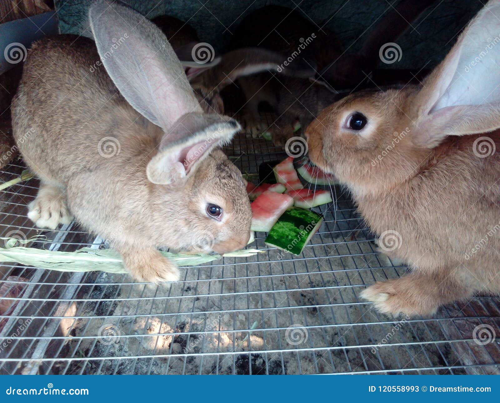Rabbits eat watermelon stock image. Image of good, amazing 120558993