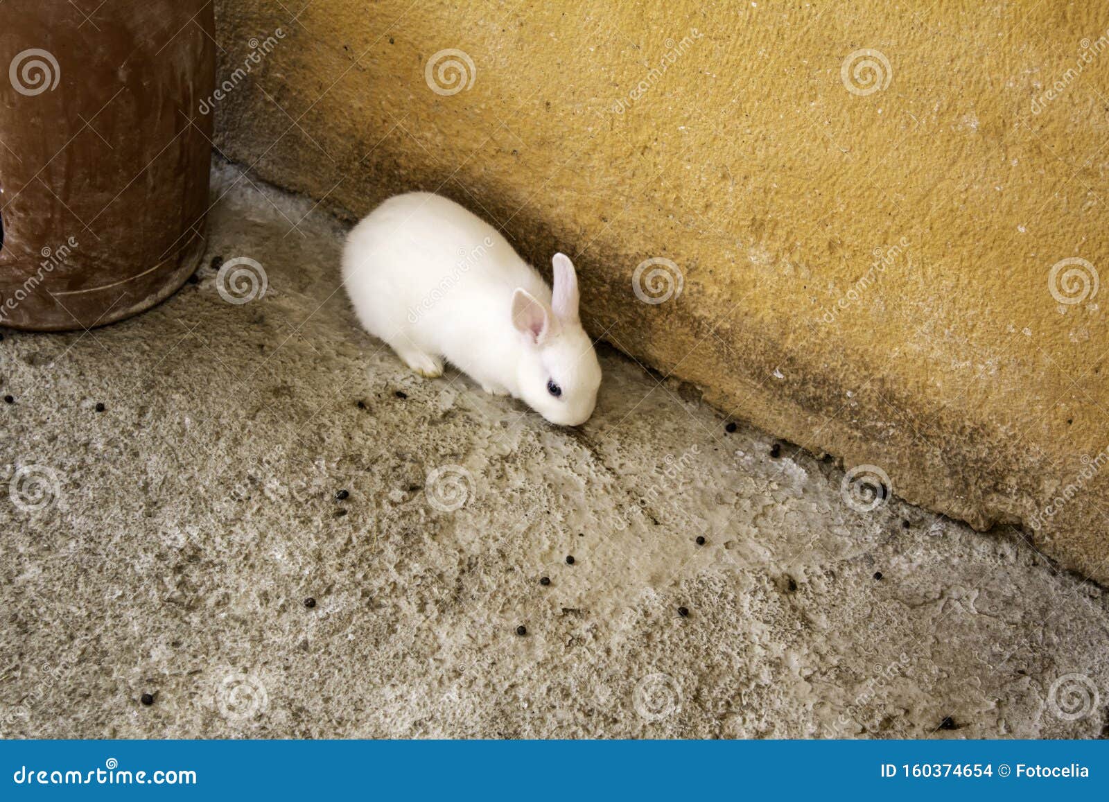 Rabbits in farm stock photo. Image of domestic, domesticated - 160374654