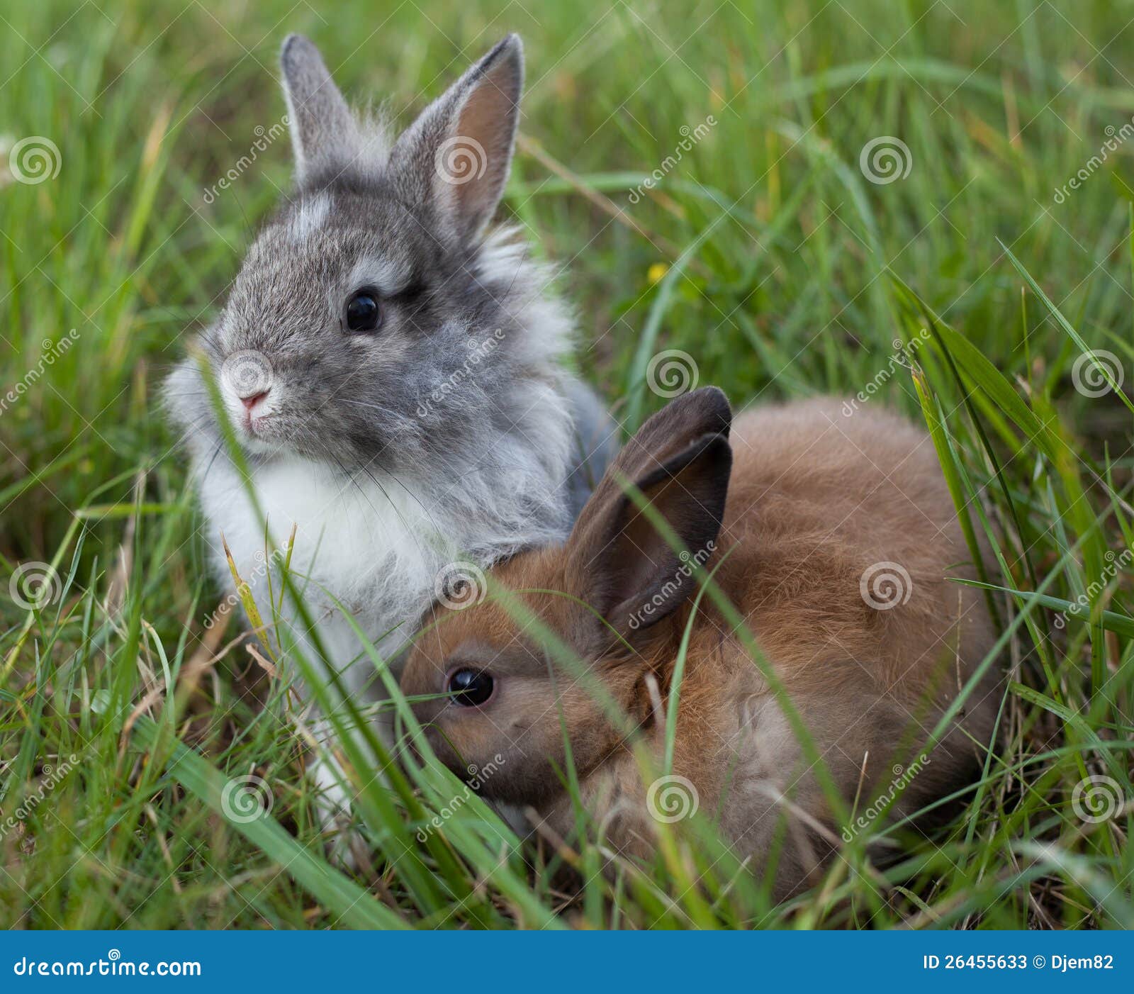 Rabbits in grass. stock image. Image of baby, wildlife 26455633