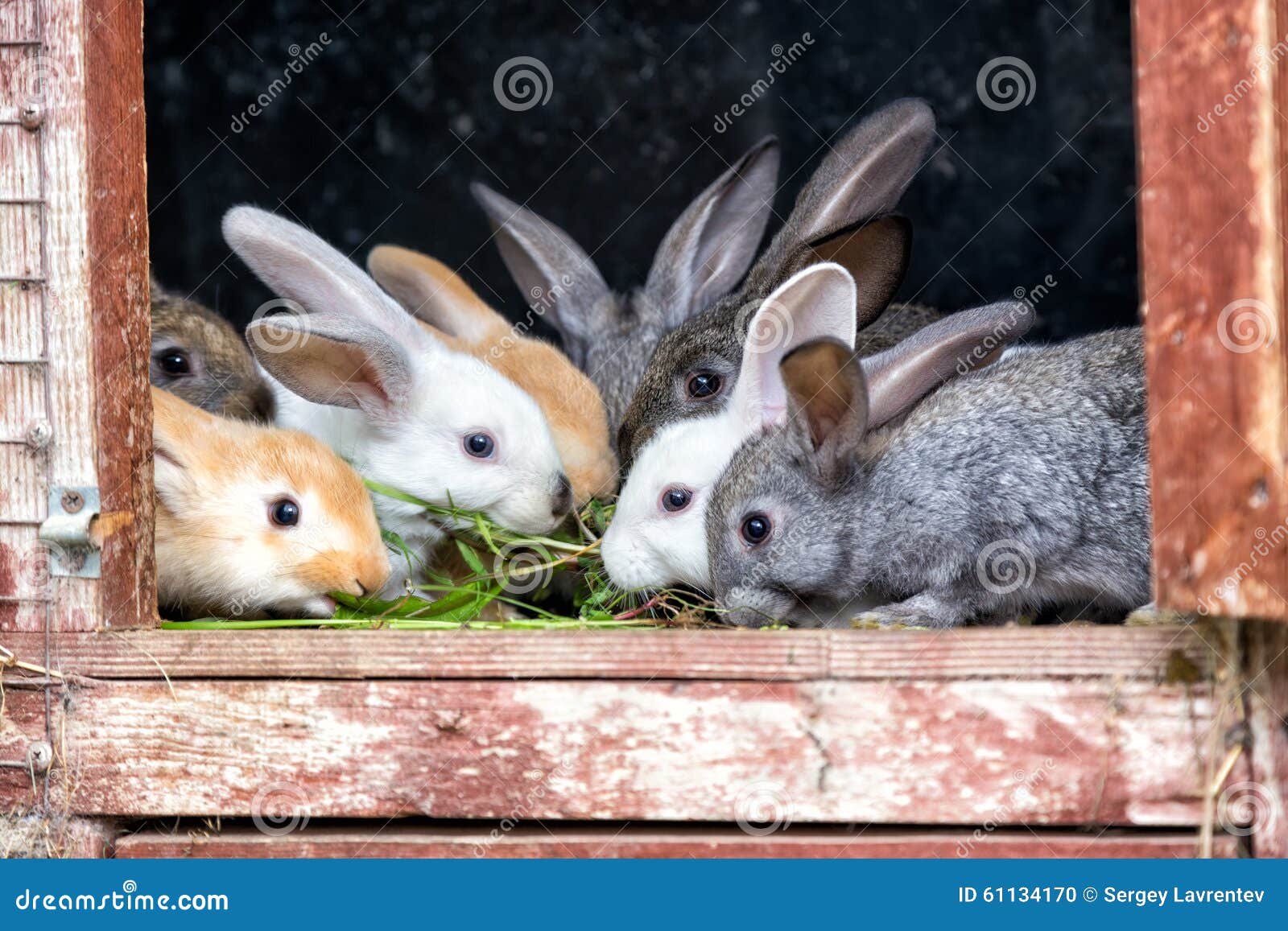Rabbits in a hutch stock photo. Image of baby, cute, industry 61134170