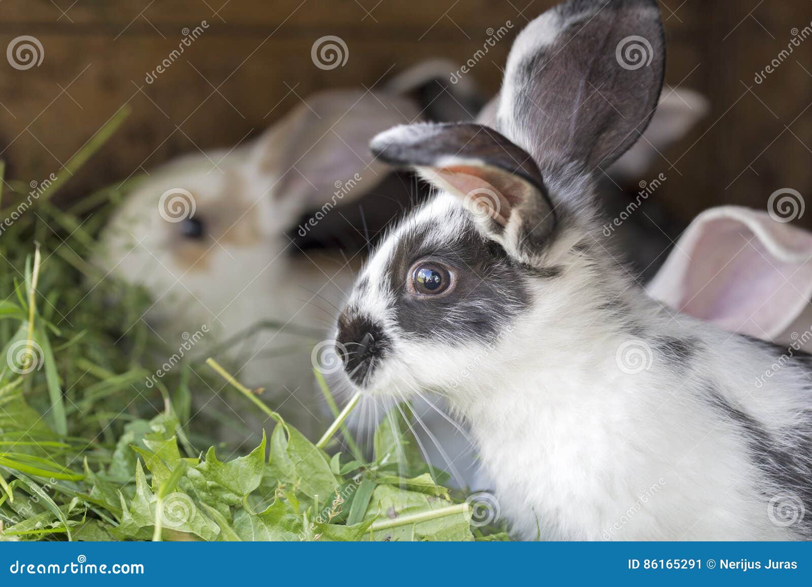 Rabbits in a hutch stock image. Image of cage, eyes, domestic 86165291